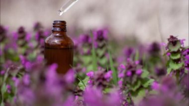 Petrol pipetten şişeye damlıyor. Violet Flowers (Lamium purpureum) fizyoterapi. Pipetten şişeye yağ damlıyor. Seçici odak