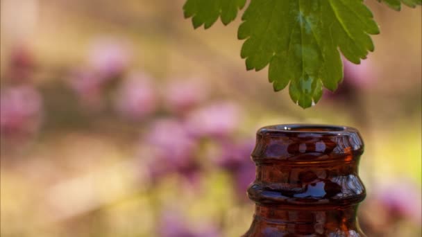 葉から瓶に油滴が落ちる ハーバル エッセンス 代替健康医学 — ストック動画
