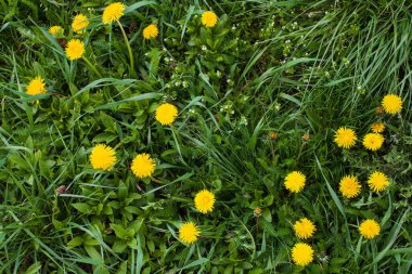 Güneşli bahar gününde karahindiba tarlası geçmişi. Sarı karahindiba çiçekleri (Taraxacum officinale).