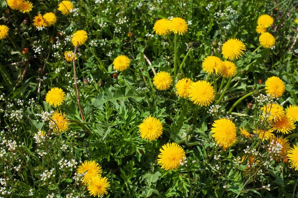 Taraxacum Taraxacum Jest Dużym Rodzajem Roślin Kwitnących Rodziny Asteraceae Który — Zdjęcie stockowe