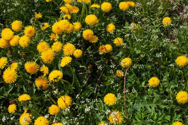 Одуванчики Taraxacum Officinale Траве Желтый Цветок — стоковое фото