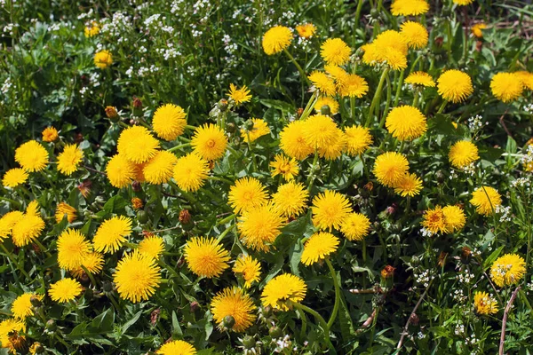 Dandelion plant with a fluffy yellow bud. Yellow dandelion flower growing in the ground. Taraxacum officinale.