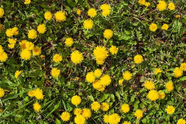 Одуванчик Taraxacum Officinale Растет Дикой Природе Весной — стоковое фото