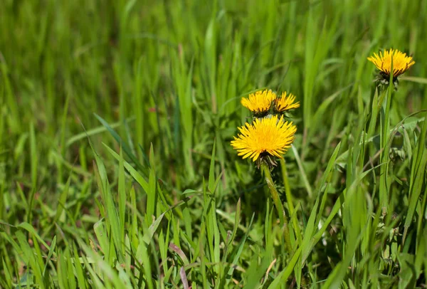 Желтый Одуванчик Taraxacum Officinale Цветок Весеннем Лугу — стоковое фото