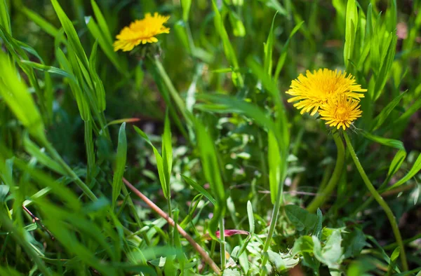 Aus Nächster Nähe Blühen Gelbe Löwenzahne Taraxacum Officinale — Stockfoto