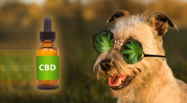 Tıbbi marihuana kenevir cbd yağlı köpek maması. GİZLİ KAYIP.