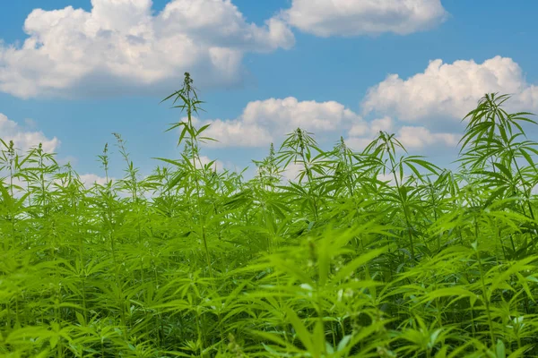 Marijuana CBD hemp plants field. A lot of hemp growing on a hemp farm.