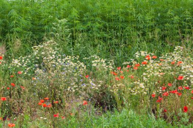 Papatya çiçekleri, haşhaş ve kenevirle dolu güzel bir çayır. Doğa, geniş biçim, boşluğu kopyala.