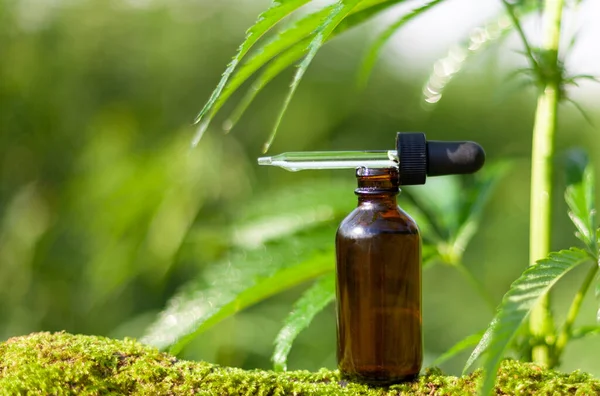 Dropper bottle on moss, marijuana bush. CBD hemp oil in a brown glass bottle. Pipette and bottle.