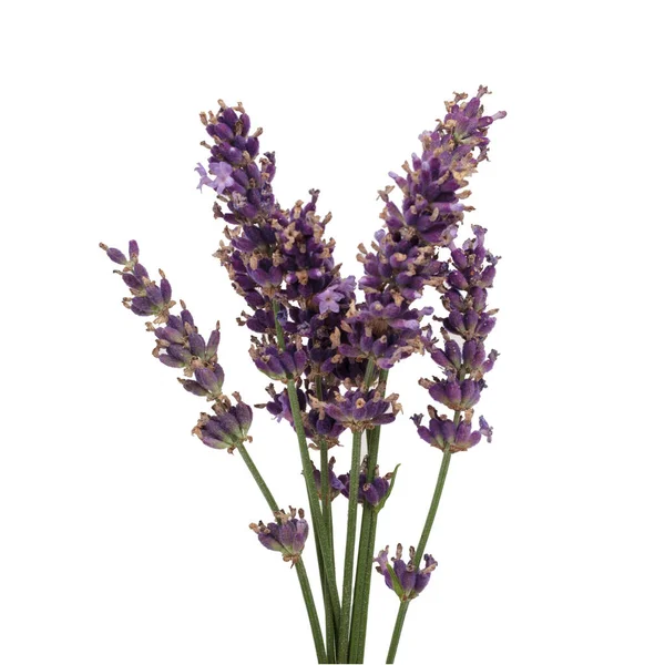 Mazzo Fiori Lavanda Sfondo Bianco Primo Piano — Foto Stock