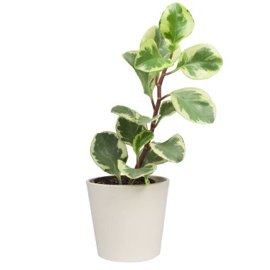 Peperomia Obtusifolia Variegata, Variegated Baby Rubber Plant veya Radyatör bitkisi saksısı. İzole edilmiş