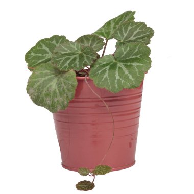 Strawberry Begonia in a pot, isolated on a white background. clipart