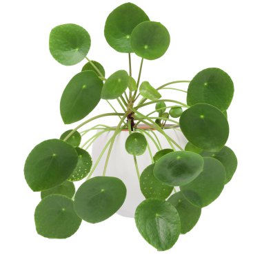 Pilea peperomioides, beyaz tencereye paralı bitki, izole edilmiş. Beyaz arkaplan.