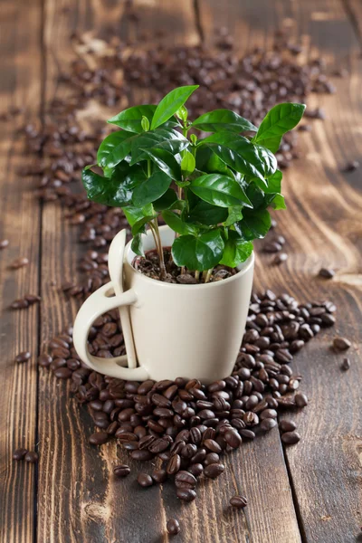 Coffee in a lens mug. Shallow dof — Stock Photo, Image
