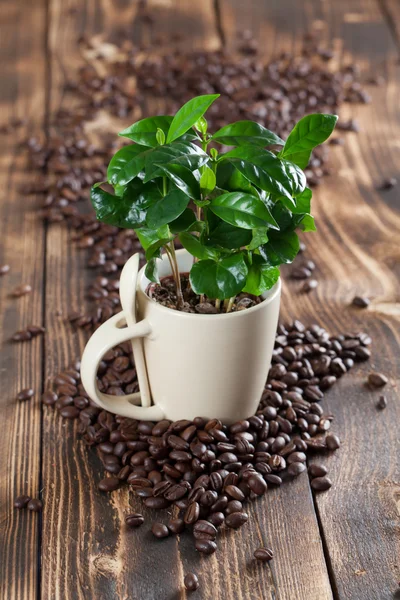 Café en una taza de lente. Dof poco profundo —  Fotos de Stock