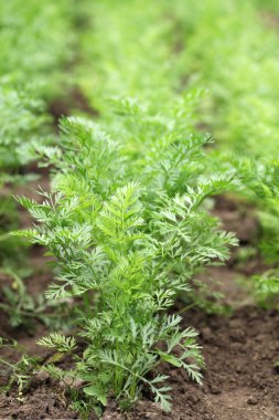 Carrots in garden bed