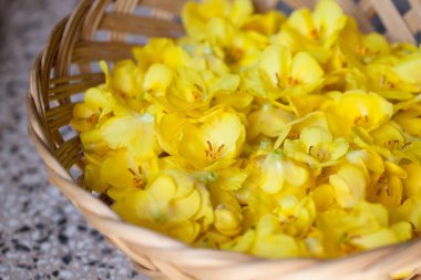 Mullein flowers in a basket