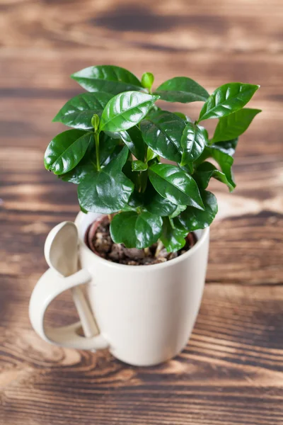 Coffee plant seedlings in a mug — Stock Photo, Image