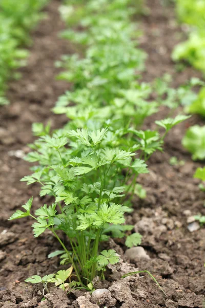 Flache Petersilie im Gartenbeet — Stockfoto