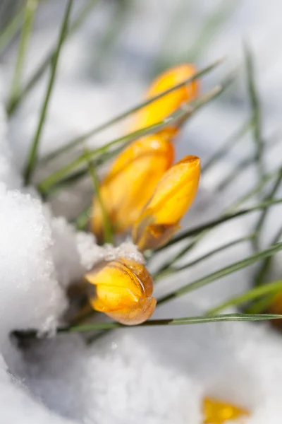 Crocus jaunes dans la neige — Photo