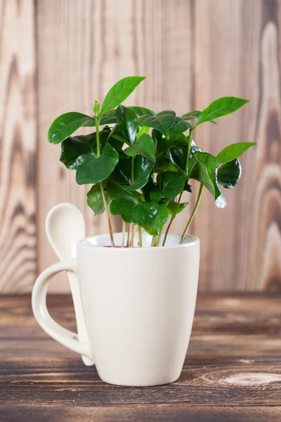 Mudas de plantas de café em uma caneca — Fotografia de Stock