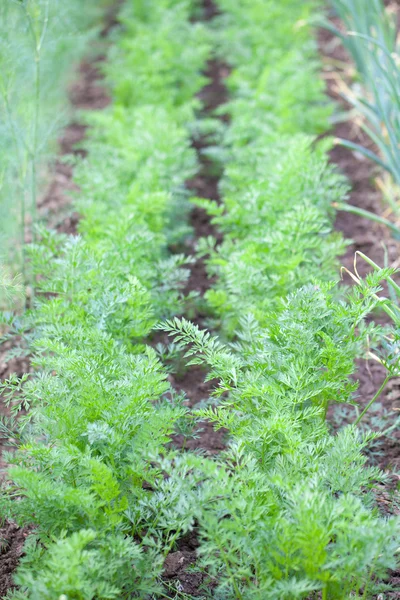 Tuin bed met wortelen Stockfoto