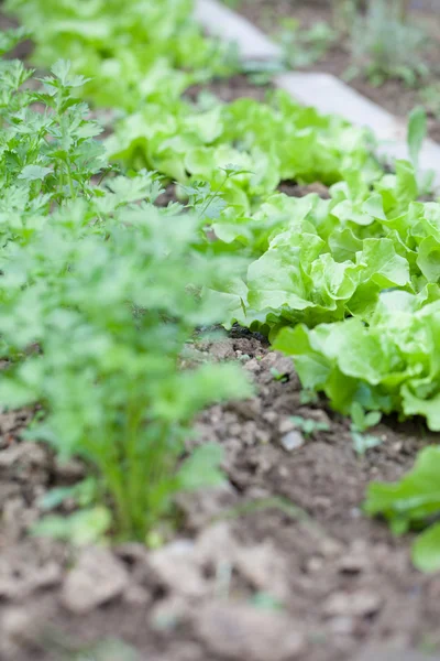Salat im Gartenbeet Stockfoto