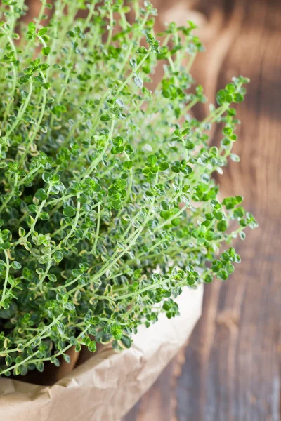 Lemon thyme plant — Stock Photo, Image