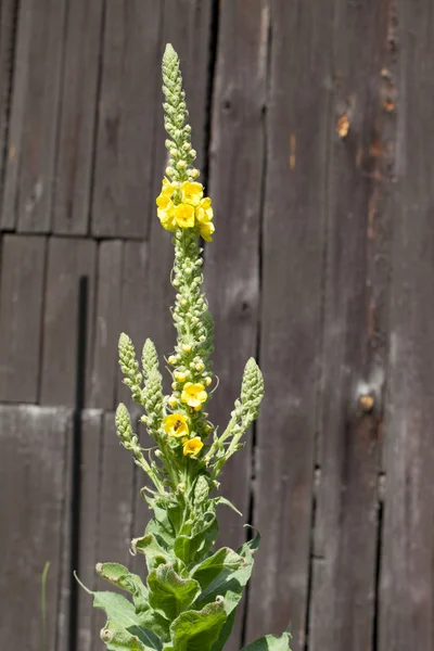 Mullein - Verbascum amarelo — Fotografia de Stock