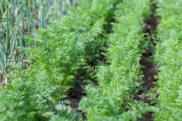 Tuin bed met wortelen Stockfoto