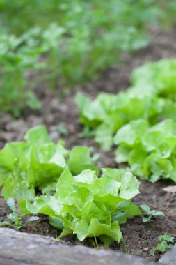 Marul Bahçe yataklar