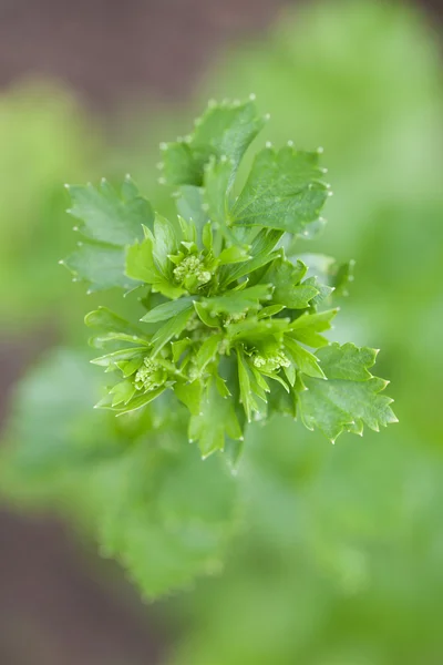 Close up of celery leaves — Stock Photo, Image