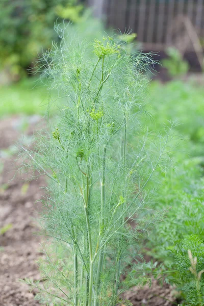 Eneldo en el jardín — Foto de Stock