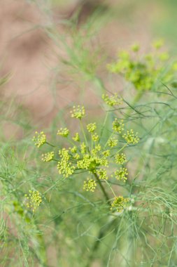 Bahçe yatakta büyüyen dereotu