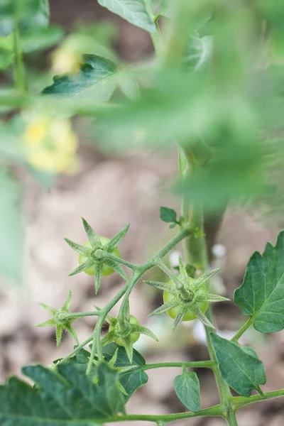 Ekologiska tomater som växer på en buske — Stockfoto