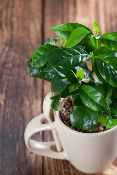 Coffee plant seedlings in a mug — Stock Photo, Image