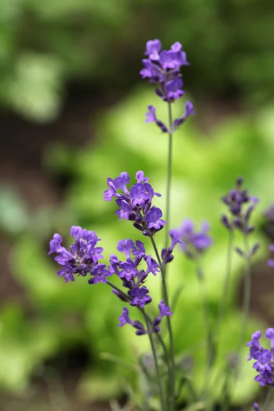 Perto de flores de lavanda — Fotografia de Stock