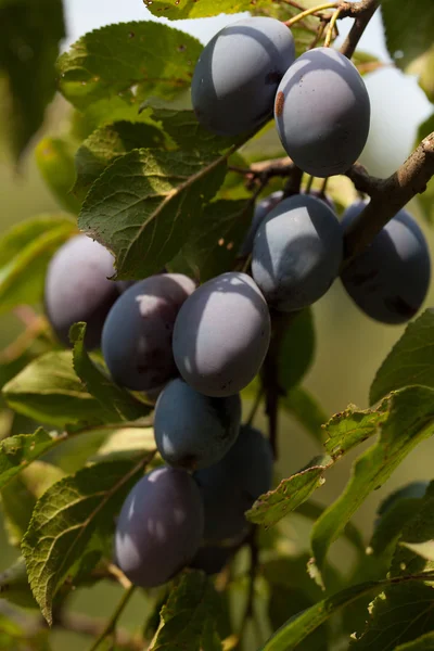 Ciruelas en un árbol — Foto de Stock