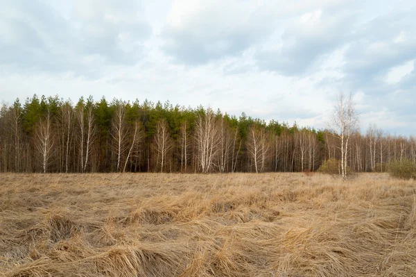Spring landscape. Forest, birch, dry grass. — Stock Photo, Image