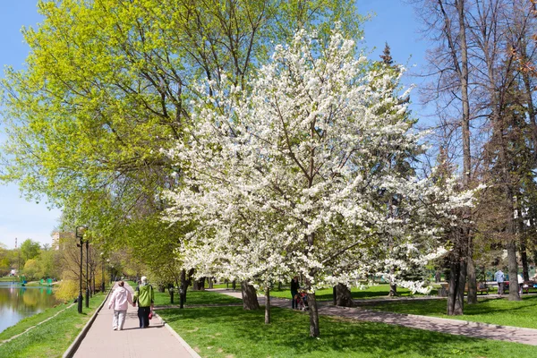 Catherine parkta Blooming elma ağacı — Stok fotoğraf