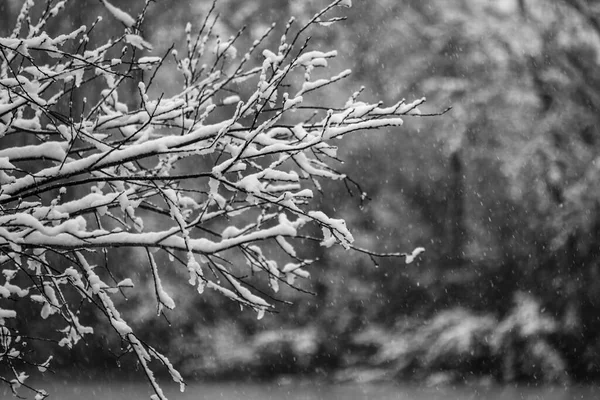 雪堆积在树枝上 雪还在下 — 图库照片