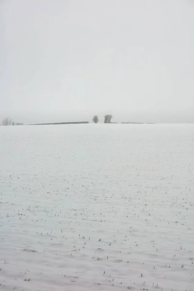 Field Covered Snow Contrasting Hedge Line — Stock Photo, Image