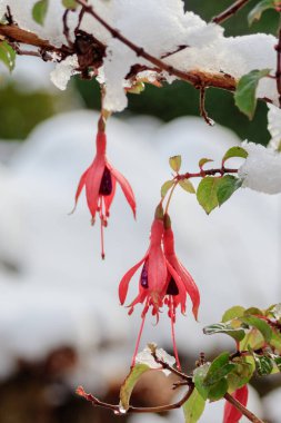 Bu Fuchsia 'yı kar yağdıktan sonra bahçede buldum. Çiçek ve kar arasında güzel bir karşıtlık.
