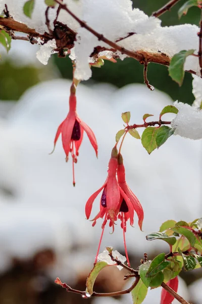 Hittade Denna Fuchsia Trädgården Efter Ett Snöfall Vacker Kontrast Mellan — Stockfoto