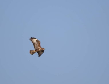 Yürüyüş yaparken bu akbabayı gördüm..