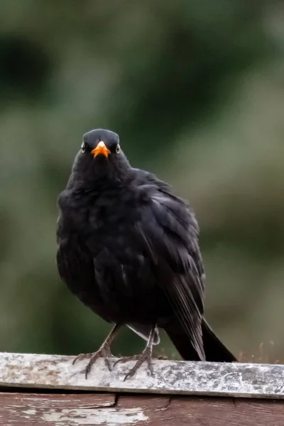 Uccello Nero Nel Giardino Locale — Foto Stock