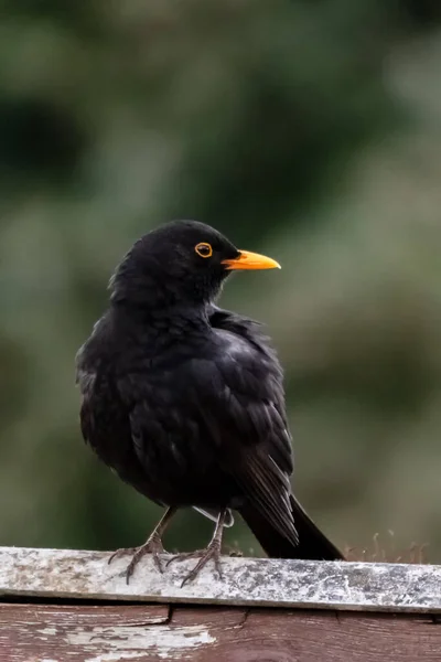Uccello Nero Nel Giardino Locale — Foto Stock