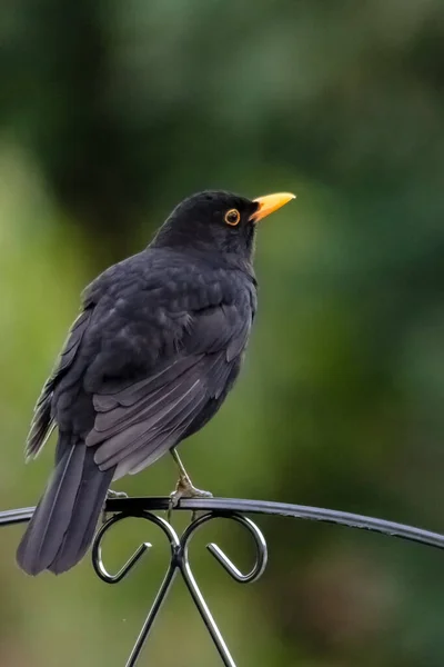 Uccello Nero Nel Giardino Locale — Foto Stock