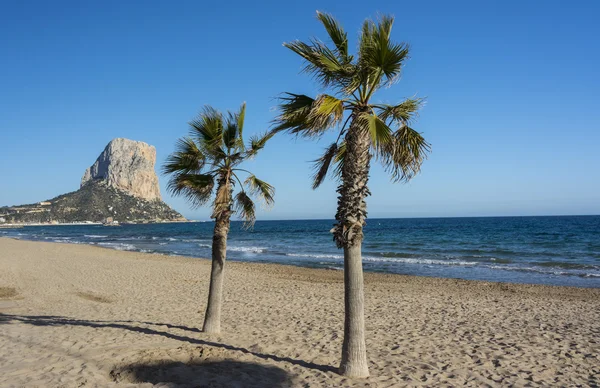 Penon de Ifach, palmiye ağaçları ve Akdeniz'in Calpe, İspanya.