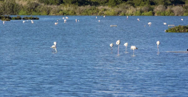 Nézd a flamingók, Calpe, Spanyolország — Stock Fotó